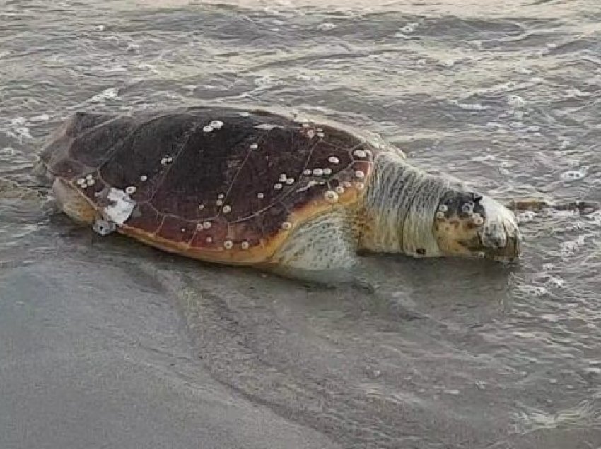Dallgët nxjerrin në breg breshkën e ngordhur në Durrës