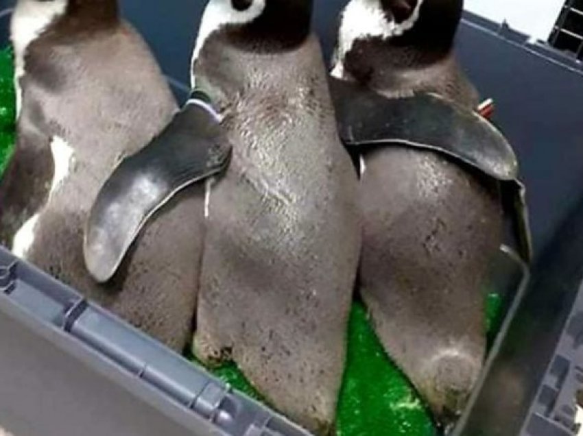 Shkup, arrijnë pinguinët e parë në Kopshtin Zoologjik