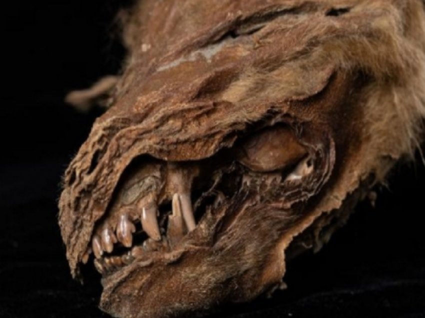 ​Gjendet një trup ujku i ruajtur 56.000 vjeçar