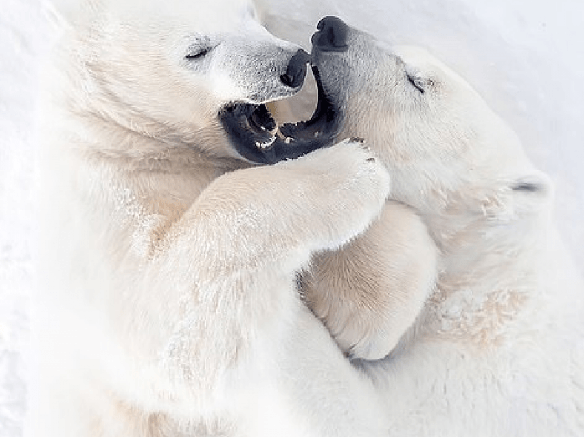 Ariu polar ‘shkrihet së qeshuri’ teksa luan me nënën në kopshtin zoologjik në Siberi