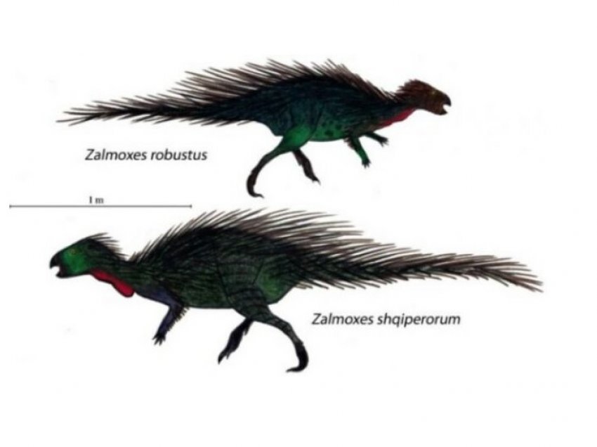 Zalmoxes shqiperorum, dinozauri i emëruar sipas Shqipërisë