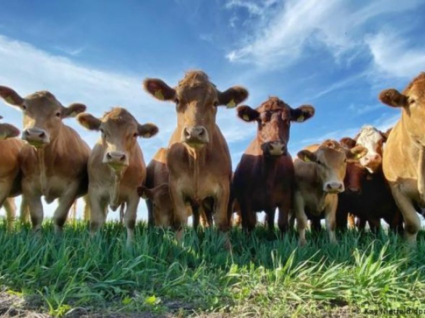 A bëhet mishi më ekologjik nëse lopët ushqehen me alga?