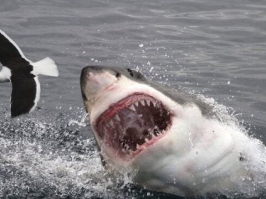 Krijesa më e rrezikshme në Tokë s’është peshkaqeni, madje as vet njeriu