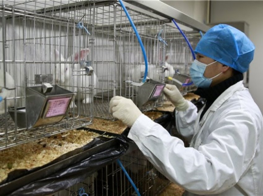 300 milionë kafshë vdesin në vit në testime laboratorike