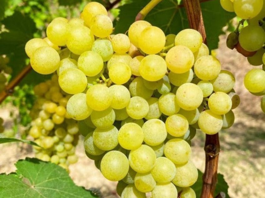 ​Prodhimi vjetor i rrushit në Shqipëri u rrit në 190 mijë tonë
