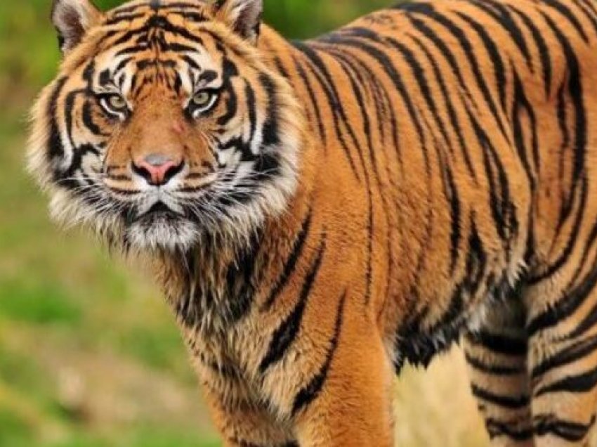 Merr çmimin Guinness tigri 25-vjeçar i cili shpallet si më i vjetri në botë