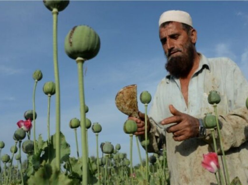 Prodhimi i opiumit në Afganistan, talebanët premtojnë zhdukjen e fenomenit