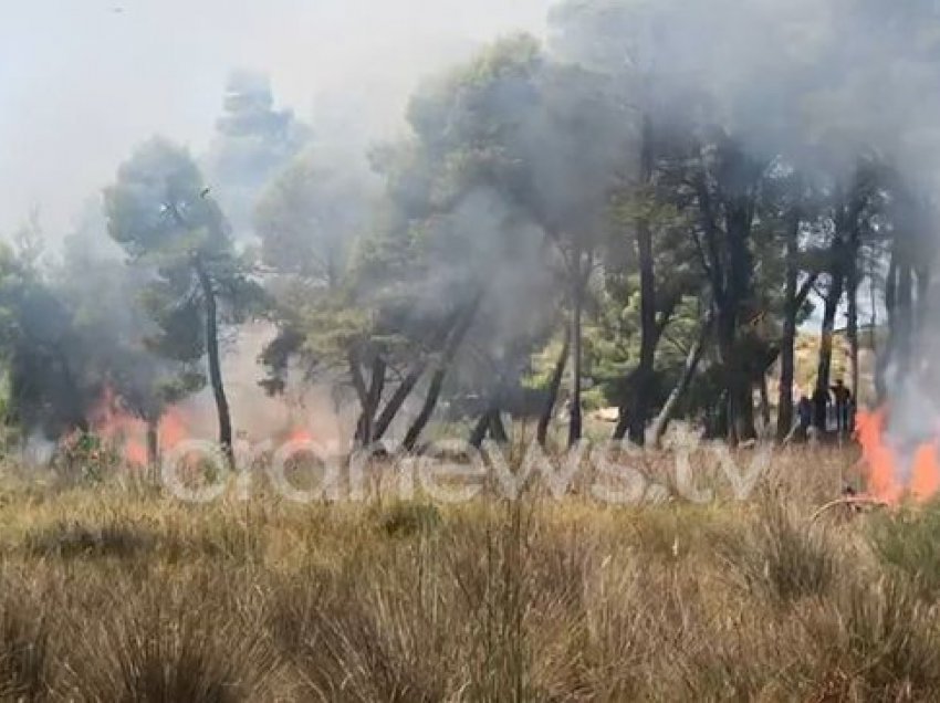 Zjarr i madh në pyllin e Sodës, zjarrfikës e banorë në 