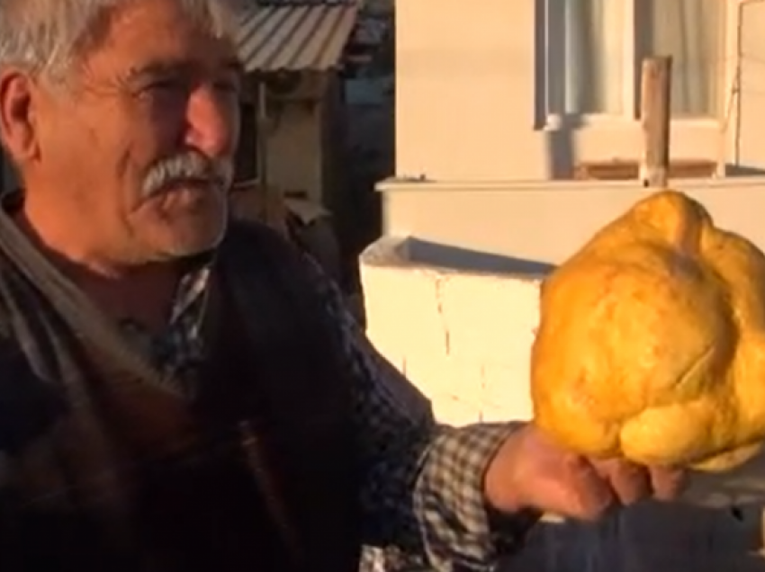 Limon me peshë prej 2.4 kilogramë është rritur në një kopsht në Turqi