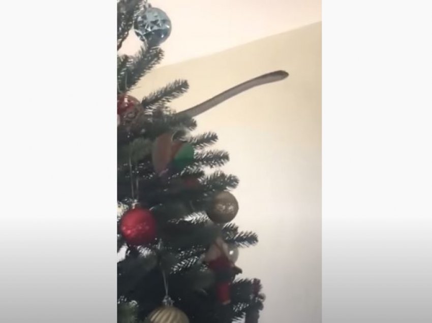 Familja gjen një gjarpër helmues në pemën e tyre të krishtlindjes