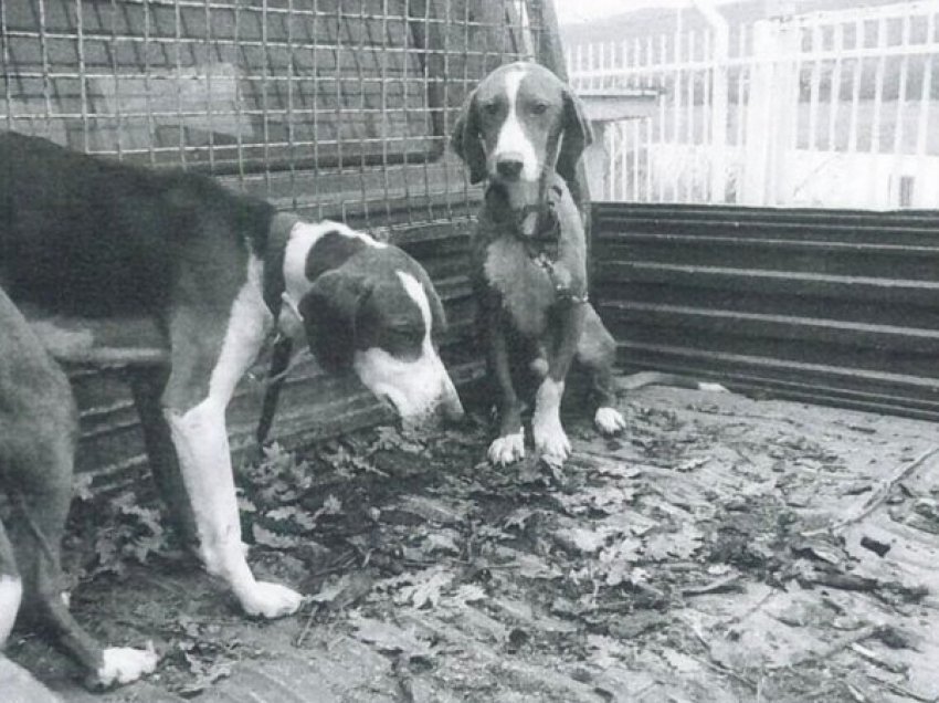 Dogana konfiskon dy qen, njëri kthehet te i zoti, tjetri mbet “jetim”