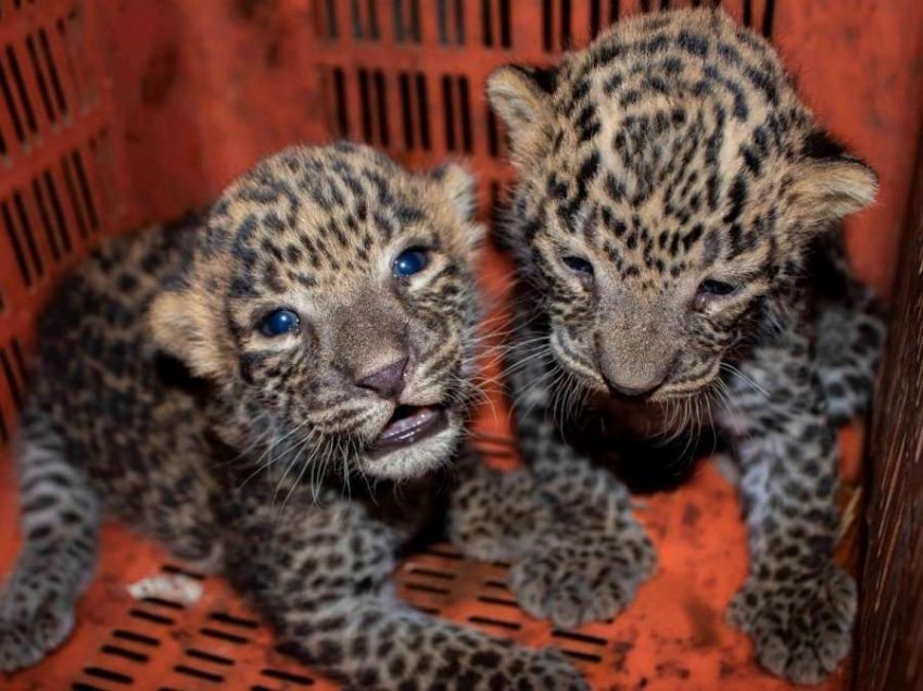 Shpëtoi macet e braktisura, i dolën këlyshë leopardi