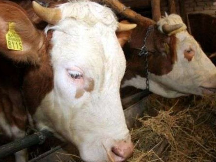 Blinte lopë dhe nuk i paguante fermerët, arrestohet 29-vjeçari në Lipjan