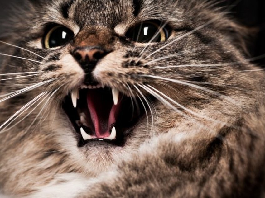 Një studim i ri zbulon se metodat e trajnimit janë të lidhura me agresionin te macet