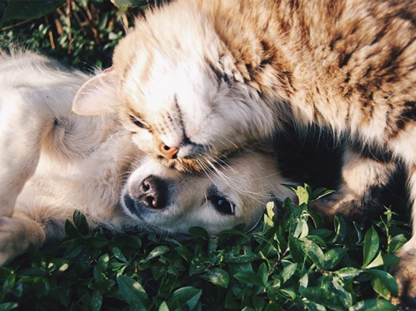 Fjetja me kafshët shtëpiake përmirëson shëndetin mendor dhe gjendjen emocionale