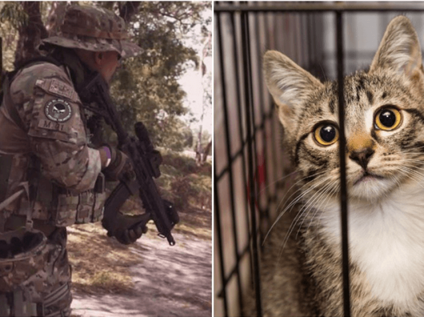 Ish-ushtaraku i armatosur deri në dhëmbë mësyn qendrën e kafshëve për të rimarrë macen e tij