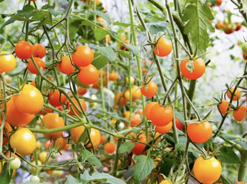 Dobitë e domateve portokalli – Pse janë më të shëndetshme se të kuqet