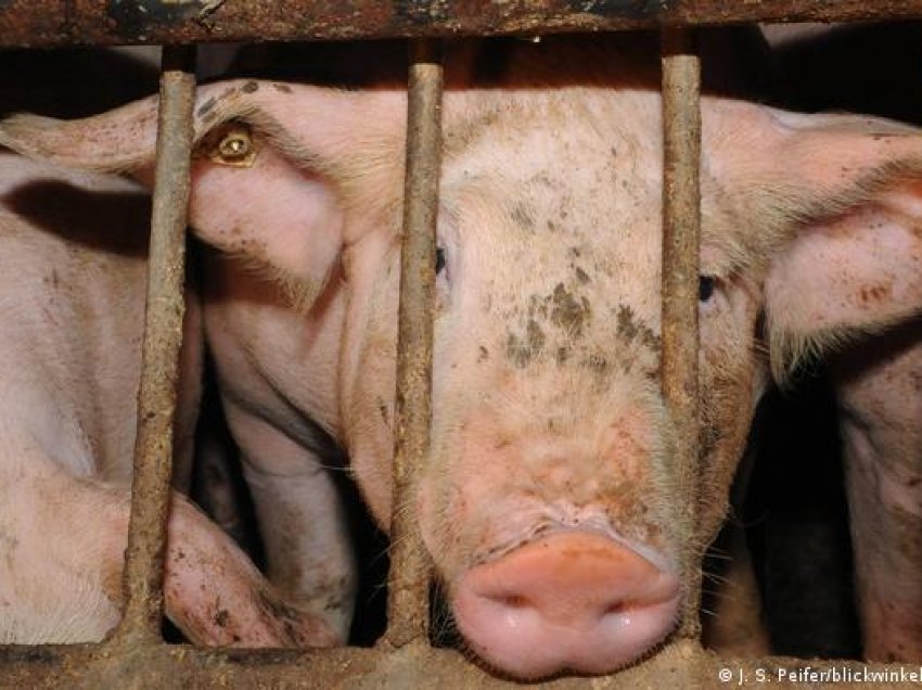 Komisioni Evropian synon ndalimin me ligj të mbajtjes së kafshëve në kafazë