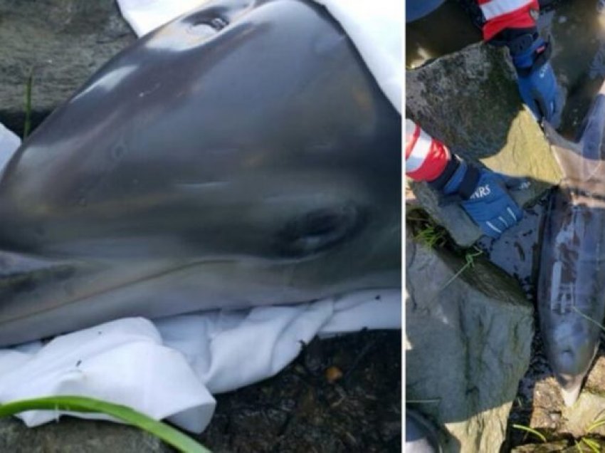 SHBA - Shpëtohet delfini i cili ngeci në shkëmbinj
