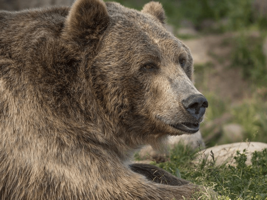 Vritet ariu i murrmë që vrau çiklisten në Montana