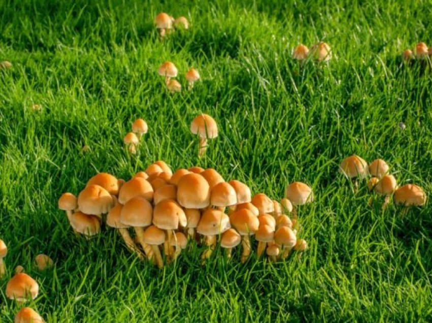 Kështu mund të shpëtoni nga kërpudhat në kopshtin tuaj