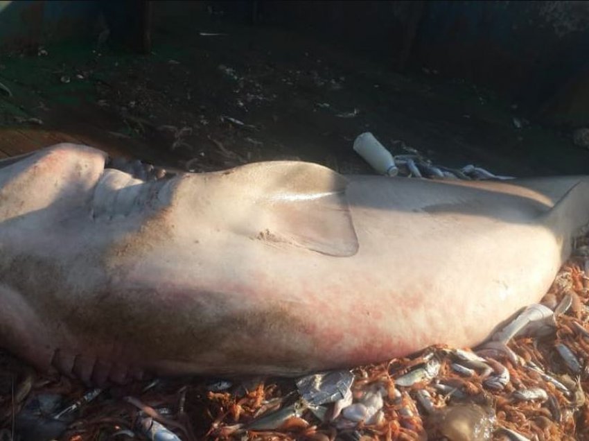 Kapet peshkaqeni i madh në Durrës, peshon 650 kg