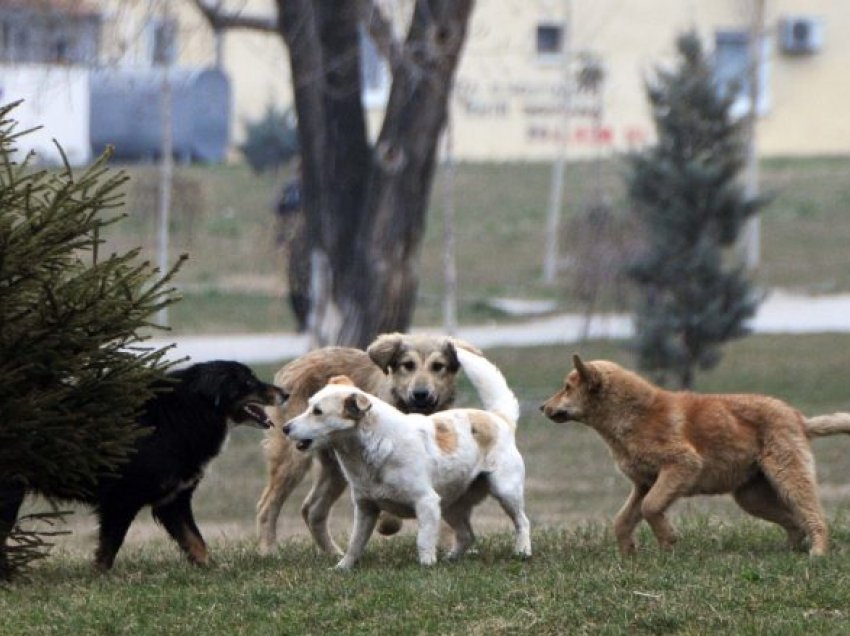 Çair-Butel, qentë endacakë rrezikojnë banorët