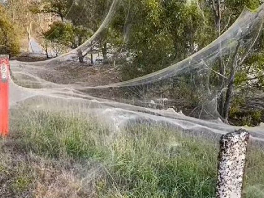 Rrjeta gjigante e merimangave pushton Australinë, 1 kilometër e gjatë