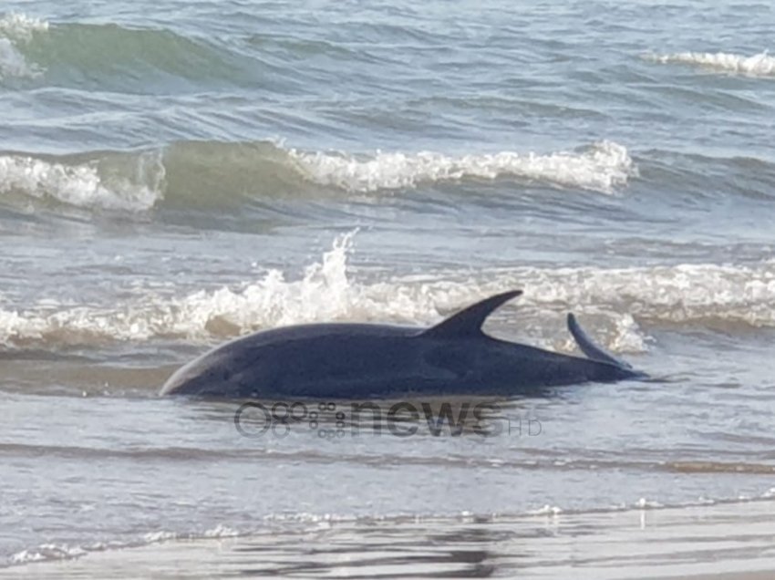 Vit i vështirë, delfini i pestë i ngordhur për këtë vit