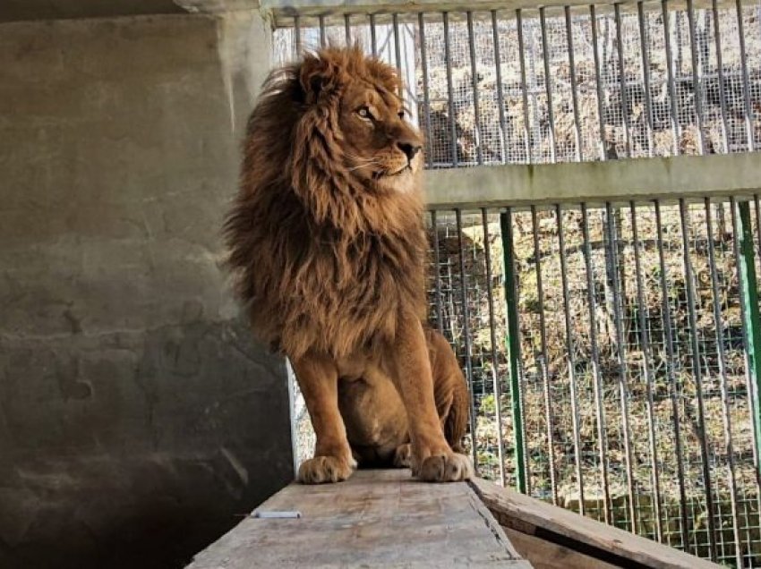 Vaksinohet luani “Gjoni” në Gjilan, vazhdon të mbahet ilegalisht që nga muaji nëntor