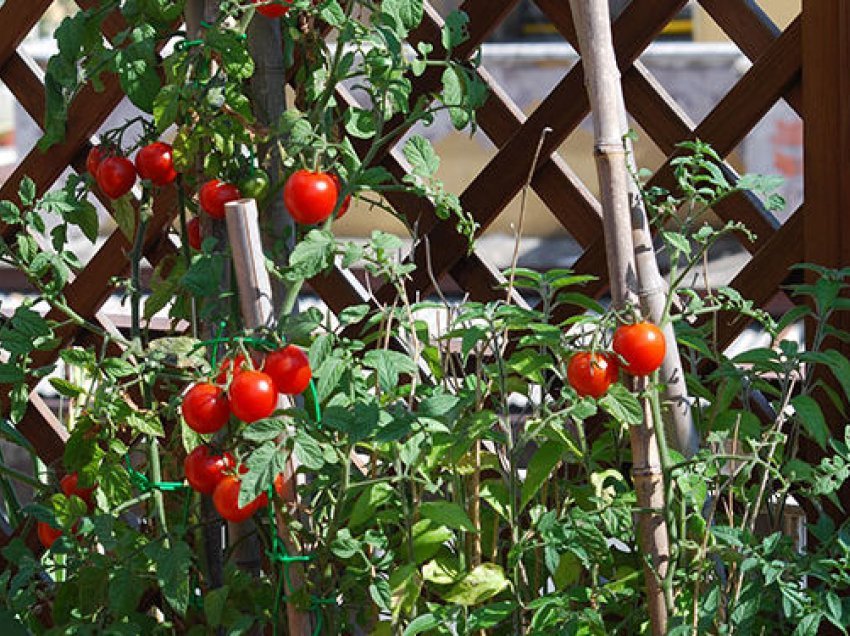 Të gjitha hapat për të mbjellë domate të shijshme në vazo