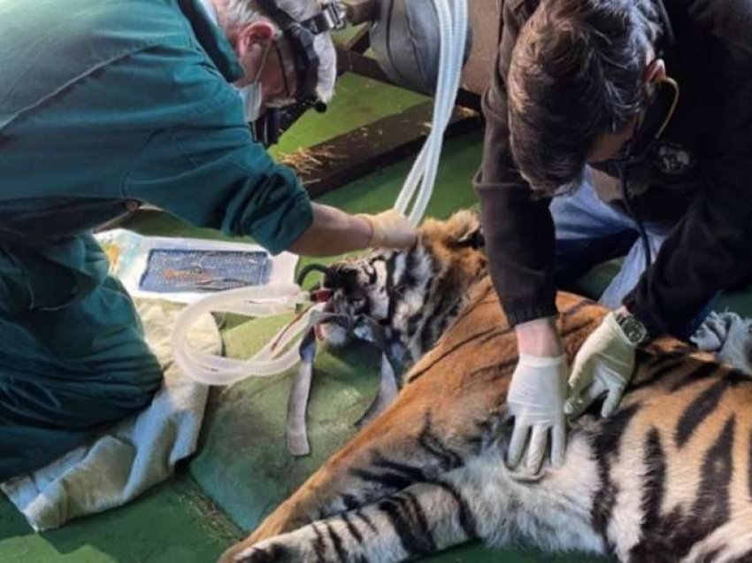 Shpëtohet syri i tigrit në operacionin e parë të këtij lloji në botë