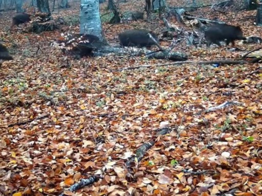 Doli për të gjuajtur derra të egër, 65-vjeçari gjendet i vdekur në pyll