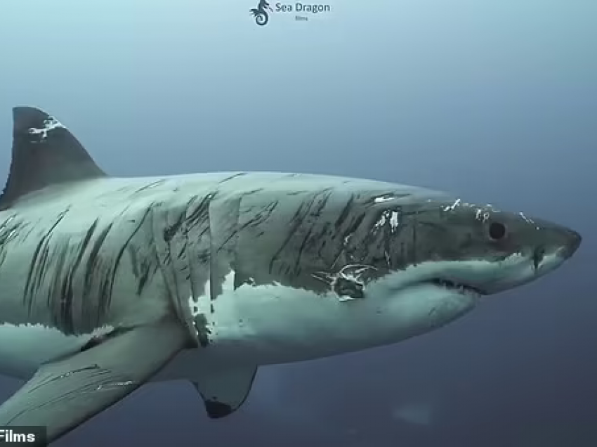 Pamje të pabesueshme të peshkaqenit ‘më të vrarë të botës’, të mbuluar me gërvishtje, kafshime e prerje të thella