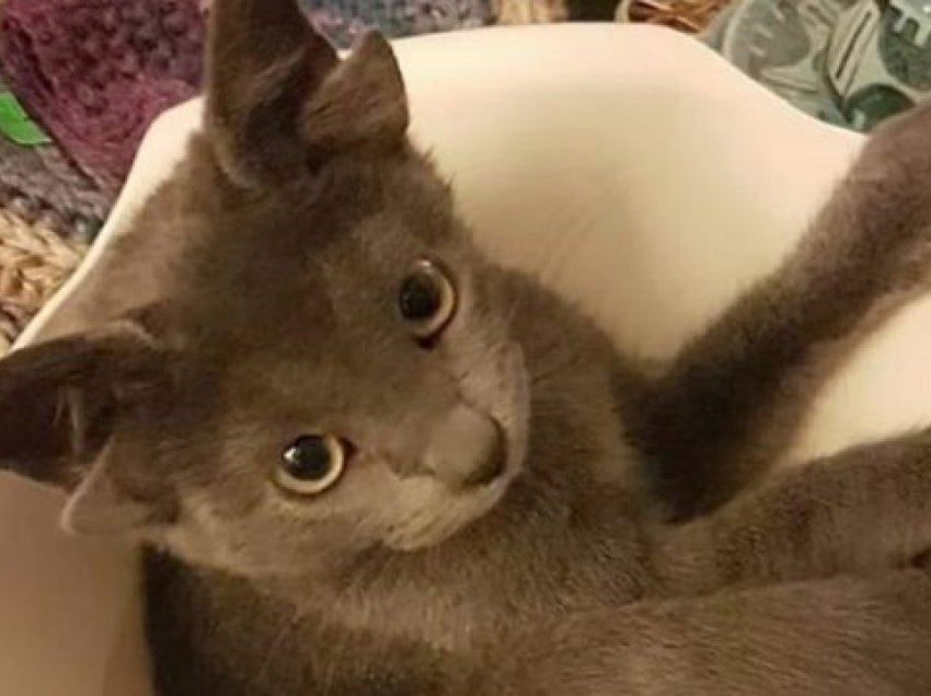 Macja me 4 veshë bëhet e famshme në Instagram