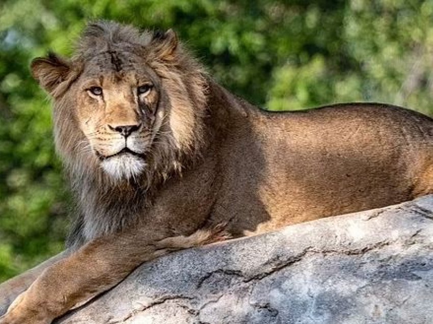15 luanë në dy kopshte zoologjike amerikane infektohen me variantin Delta