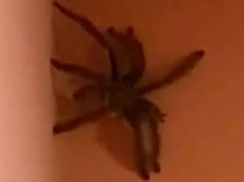 Kjo merimangë është një demon?