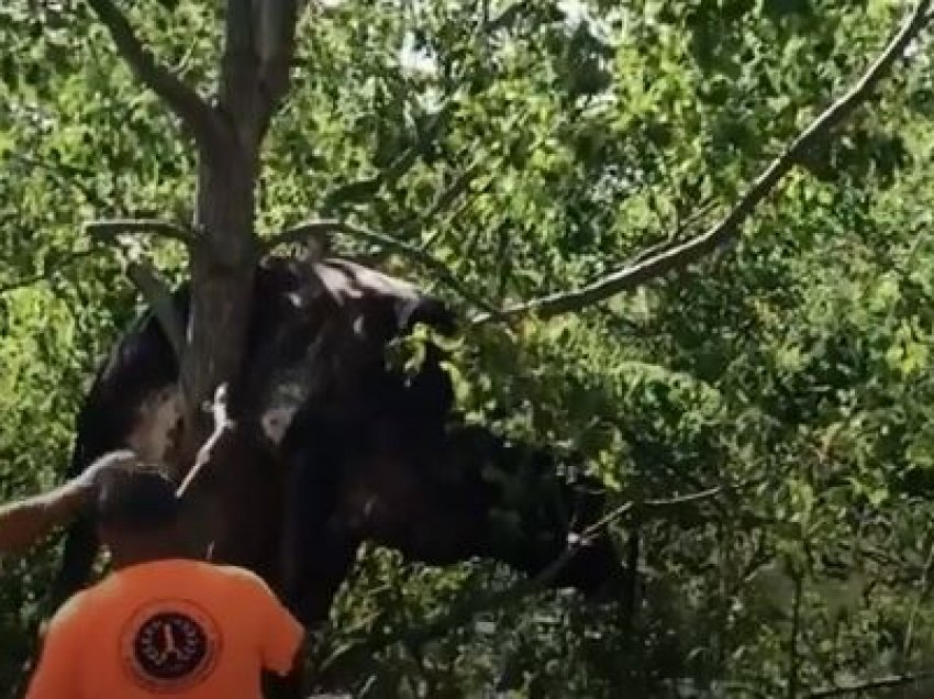 Uragani Ida bllokon lopën në pemë, ja si ekipi i emergjencës tenton ta shpëtojë