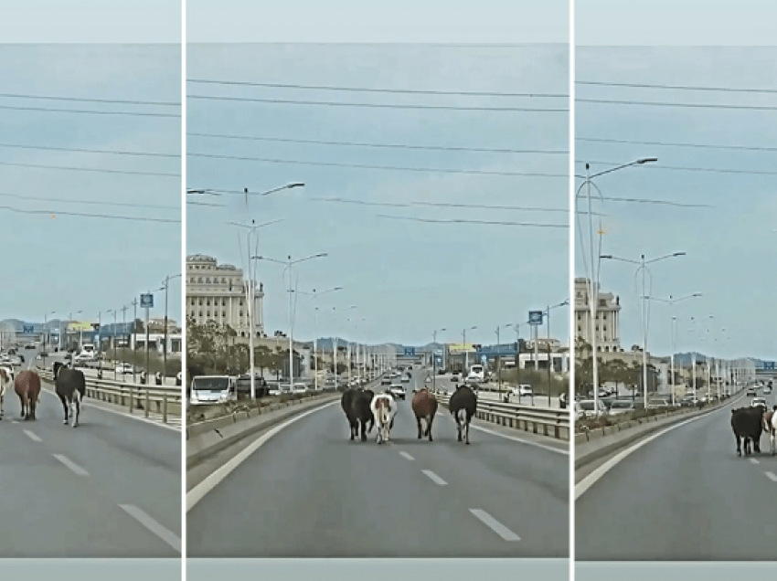 Pamje/ 5 lopë “marrin rrugën” në këmbë në autostradën Tiranë-Durrës
