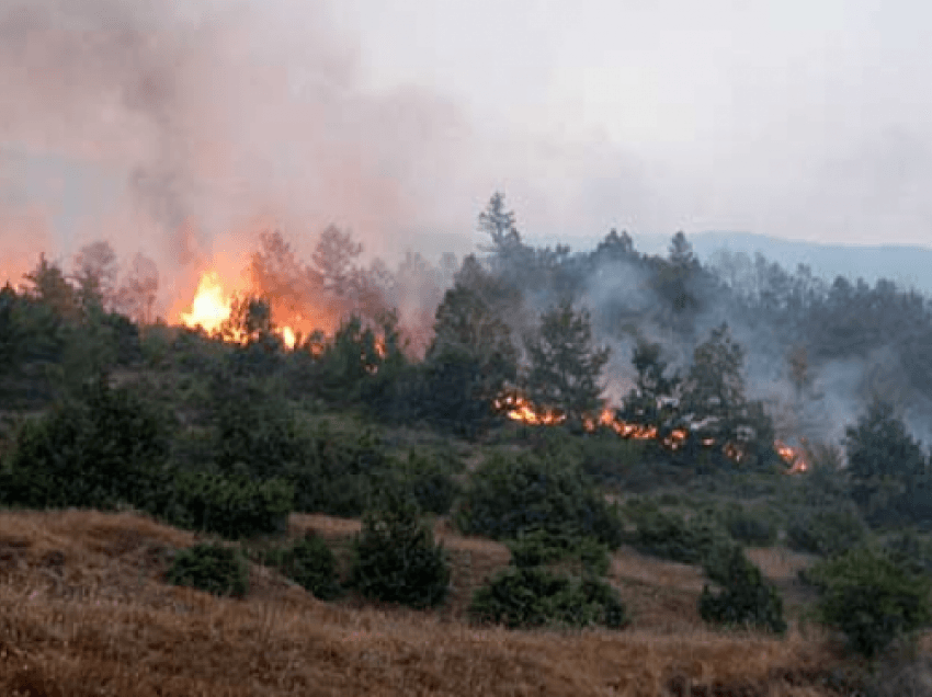 Zjarri në pyllin me pisha në Fier po përhapet me shpejtësi, flakët rrezikojnë antenat e televizioneve e kompanive celulare