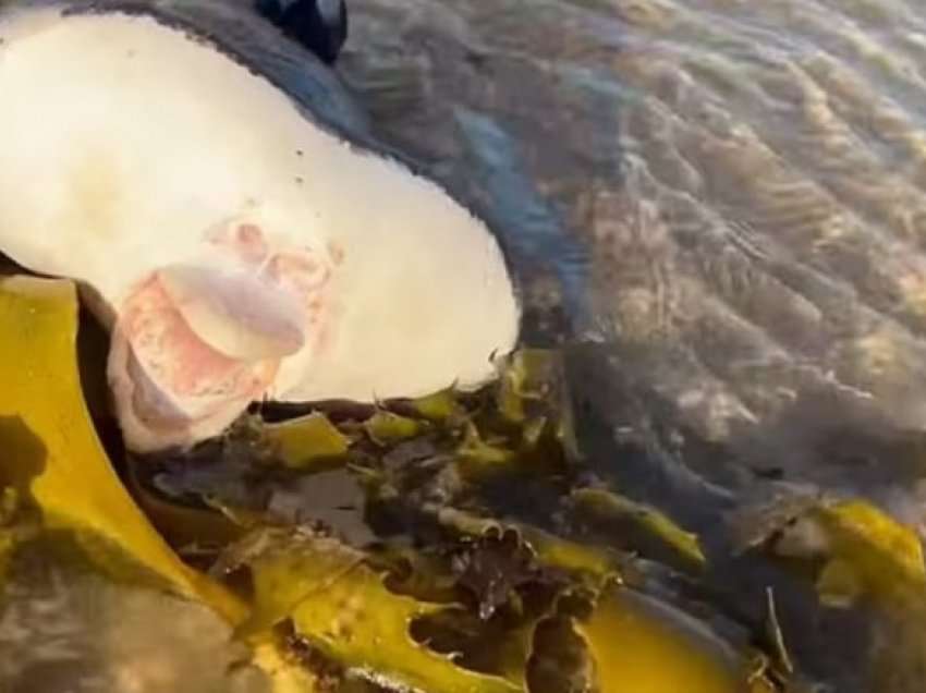 Një krijesë e çuditshme me ‘buzë si të njeriut’ u gjend në një plazh australian