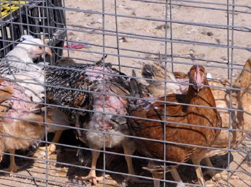 Konfirmohet rasti i dytë i gripit të pulave në Shkodër