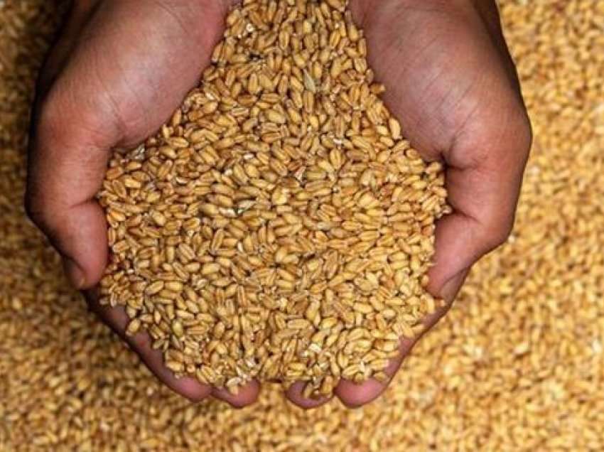 Kultivimi i grurit, prioritet/ 5 mld lekë për të mbështetur fermerët