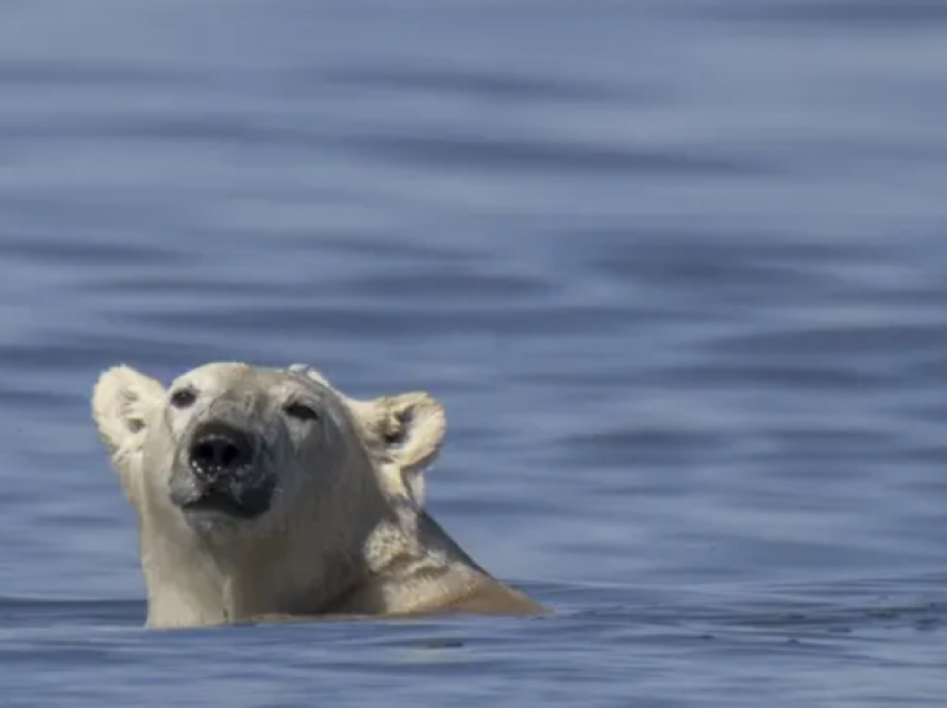 Arinjtë polarë po zhduken nga ‘kryeqyteti botëror i arinjve polarë’ në Kanada