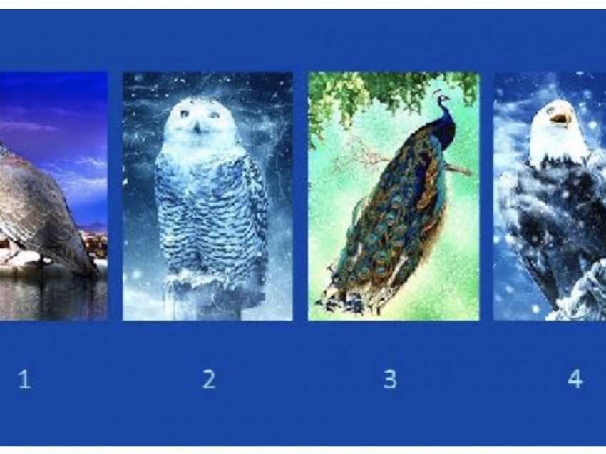 Test: Zgjidhni një nga këta zogj dhe zbuloni pikat tuaja të forta dhe të dobëta!