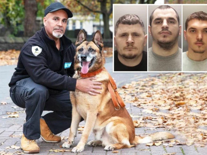 Çmontohet banda shqiptare e drogës në Angli/ Policia i falet qenit ‘Rambo’. Si i gjeti 3 të rinjtë dhe kanabisin prej 1.4 mln paundësh