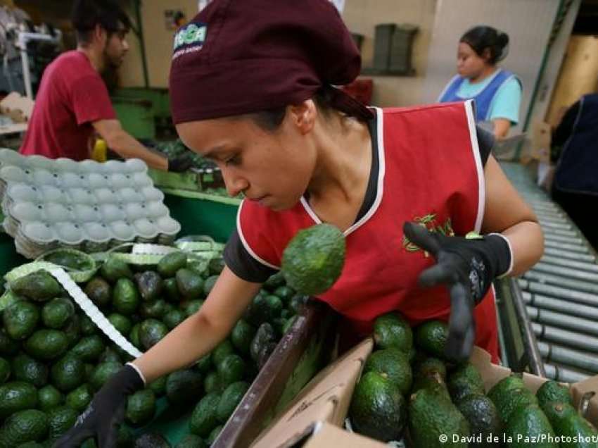 SHBA ndërpret importimin e avokadove nga Meksika
