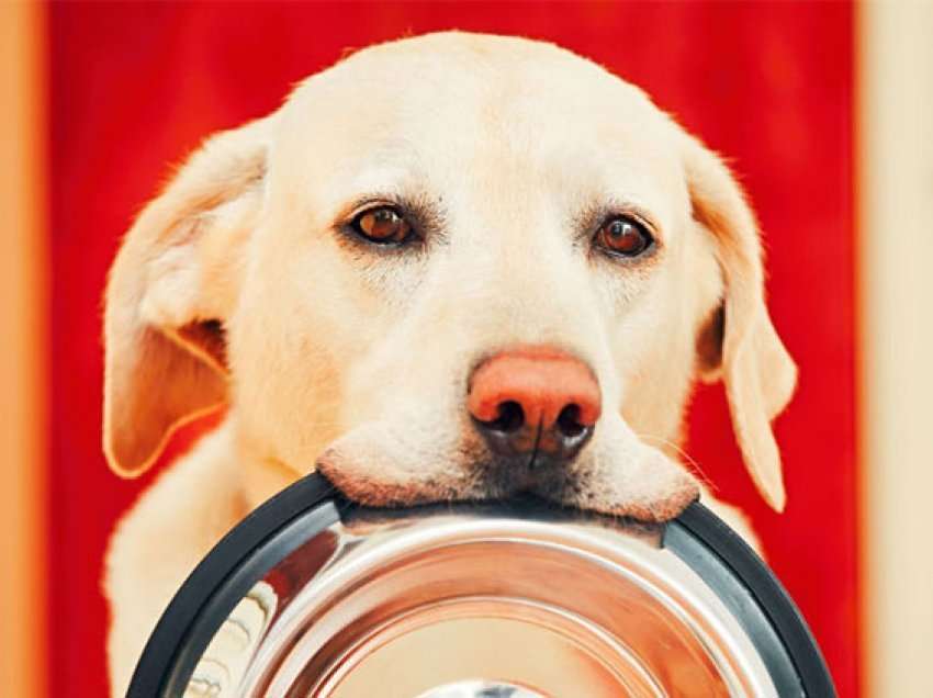 Dhjetë ushqimet që nuk duhet të guxoni t'ia jepni qenit tuaj/ Mund t'i marrin jetën