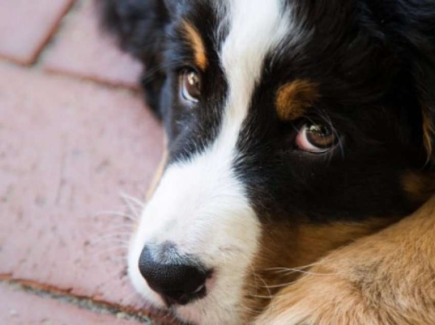 Veterinarja shpjegon pse qentë hanë jashtëqitje dhe si mund të ndalohen