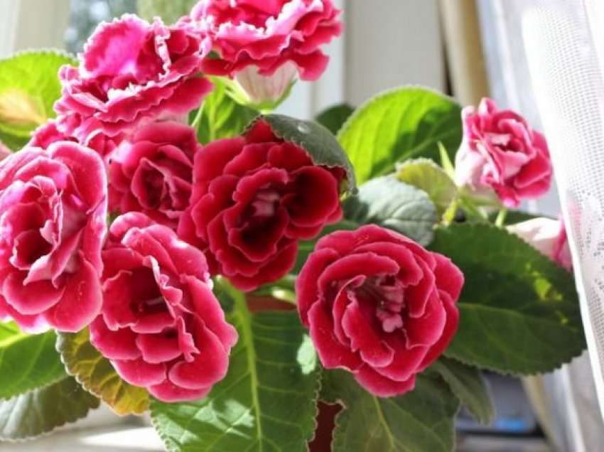 Tri lule dhome që e duan diellin: Nëse i kultivoni kështu, do të jenë të zbukuruara me lule të dendura për muaj të tërë
